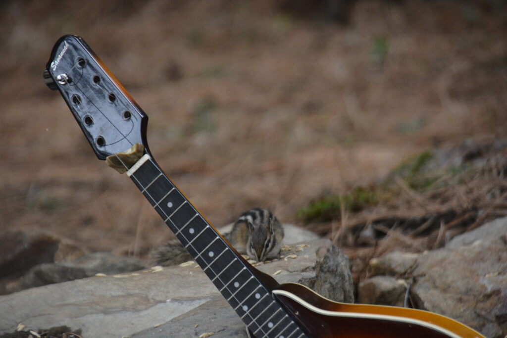 Squirrels of YHWHY